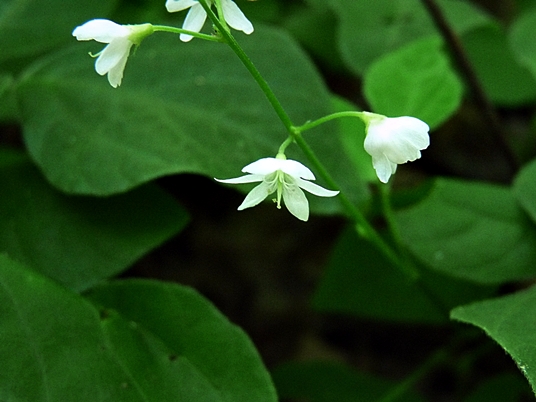 {Desmodium pauciflorum}